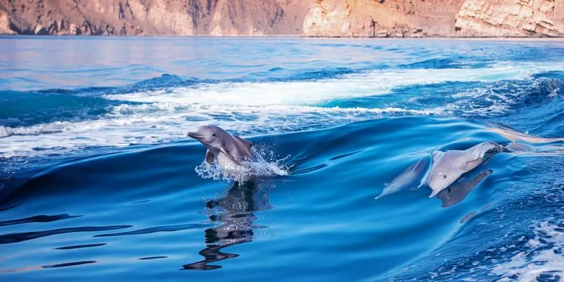 Highlights Of Oman Trip